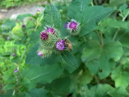 Лечебный лопух